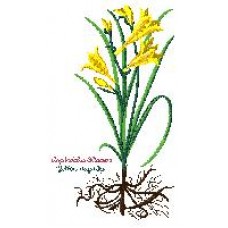 Picture i "Yellow Day Lily"